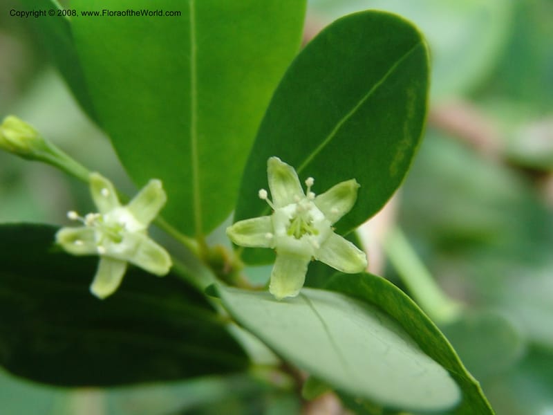 Erythroxylum delagoense--So. Africa. Lowveld Nat. Bot. Gard. 14 Mch 05. 517.jpg
