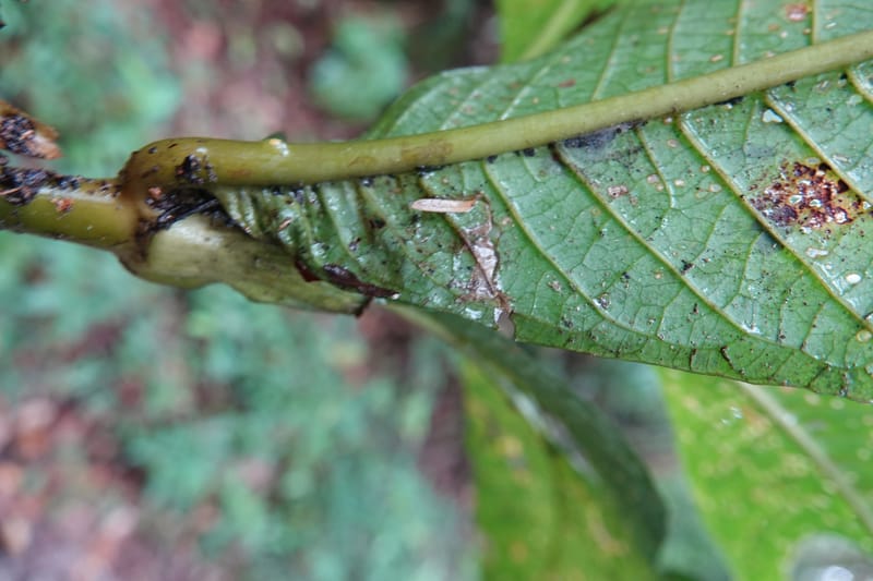 Trichostachys longifolia, C. Davidson 14076--Gabon. Raponda-Wallker. 28 Oct 2019. DSC02420 (103).JPG