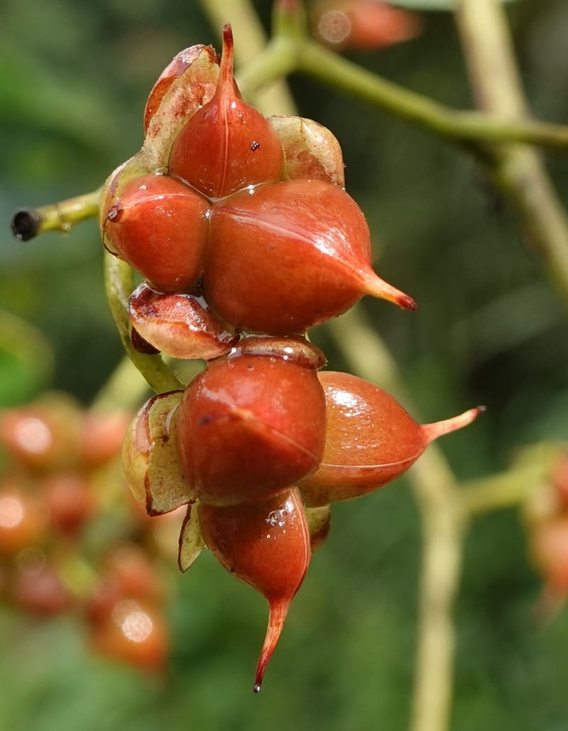 Tetracera, C. Davidson 13910--Gabon. M de C. Road past the cabins. 29 Oct 2018DSC09794 (15).JPG