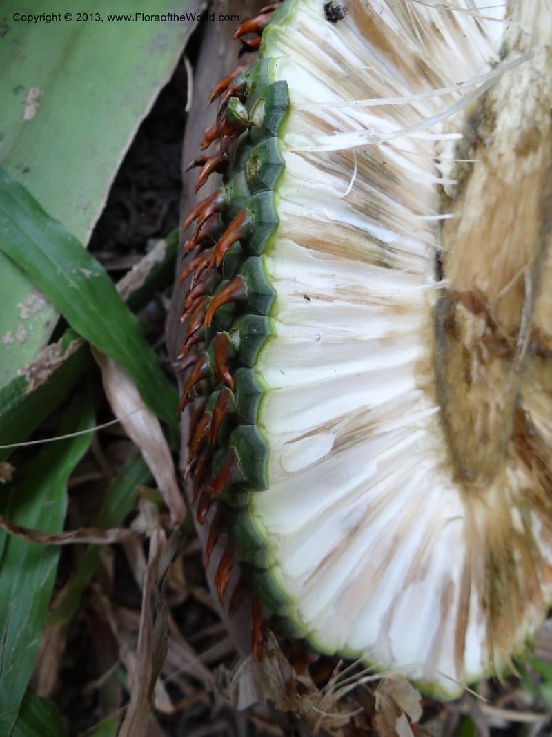 Pandanus acaulescens, Callmander 1041--Thailand. Chiang Mai. Doi Inthanon N. P. 9 Nov 2012. (121).JPG