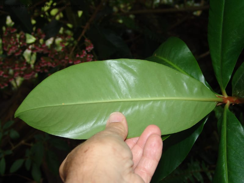 Parathesis--CA. San Francisco Botanical Garden (Strybing Arb.). 30 Mch 06. 192.jpg