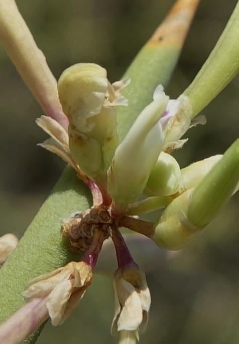 Bredemeyera colletioides, Fortunato 13068--Argentina. Hwy 60, rocky river channel. 3 Feb 2018. DSC08172 (85).JPG