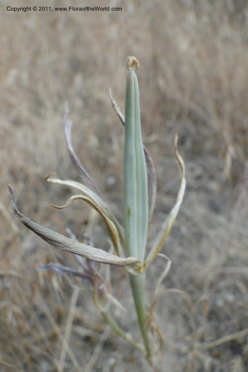 Calochortus macrocarpus, Davidson, C 11891--Idaho. Ada Co. Boise Foothills. 12 Jul 2011. 013 (8).jpg