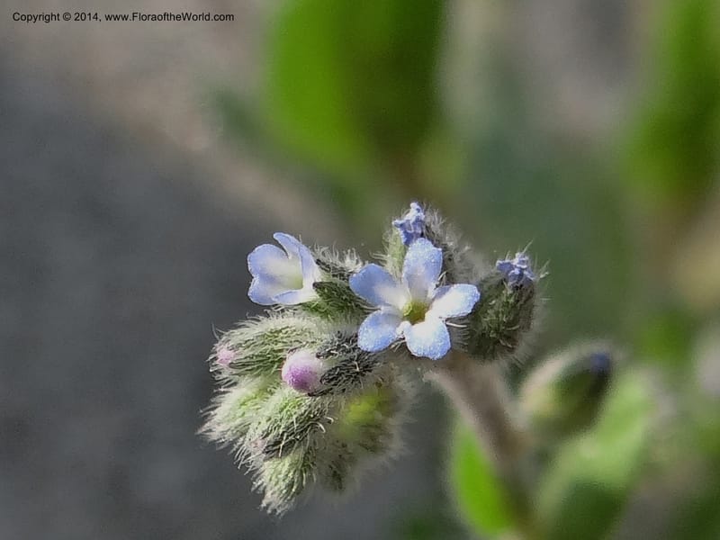 Myosotis micrantha, Smith, J 10739--Idaho. Nez Perce Co. China Garden Cr. 7 May 2013. DSC03632 (9).JPG