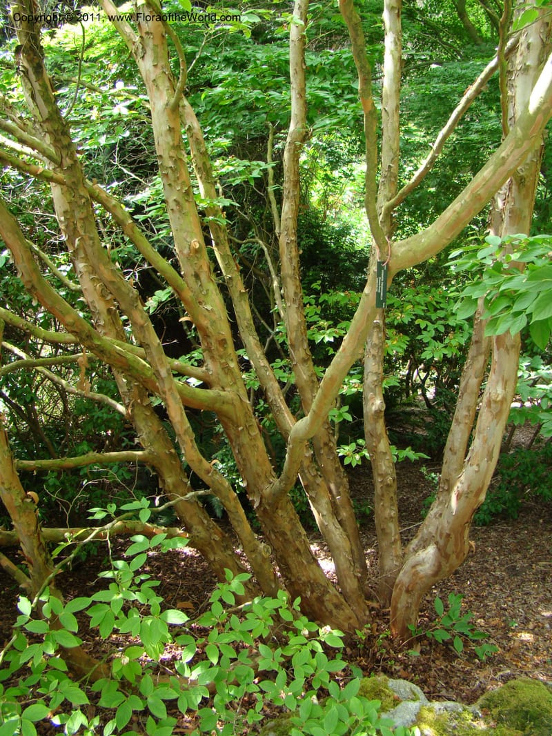 Stewartia pseudocamelia, 19890-0104-1982--Canada. BC. Univ. BC Bot. Garden. 27 Jul 08. 256.jpg