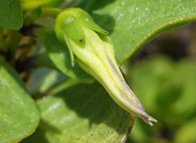 Anthocercis viscosa, Davidson, C 13498--Australia. W. A. Two People's Bay Nat. Res. 29 Oct 2016. DSC06475 (138).JPG