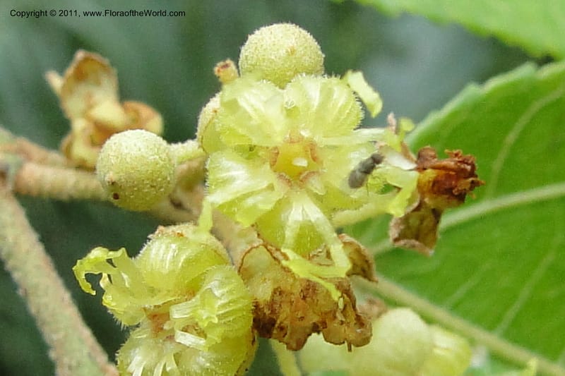Guazuma ulmifolia, W. D. Stevens 31172--Paraguay. Edo. Concepcion. Garay Cue. 19 Mar 2011. 345 (16).jpg