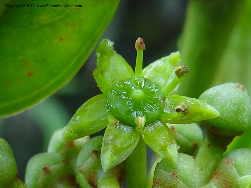 Aralia, SAN.153245--Malaysia, Sabah. Tawai For. Res. 9 Apr 2012. DSC07890 (80).JPG