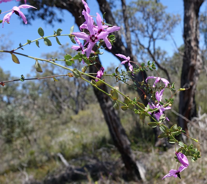 Tetratheca hirsuta subsp. viminea, Davidson, C 13375--Australia. W.A. Koondoola Bushland. 22 Oct 2016. DSC03457 (149).JPG
