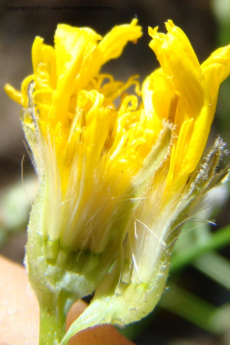 Crepis atrabarbata, C. Davidson 11389--IIdaho. Idaho Co. Salmon River. Shepp Ranch. 28 May 2009. 188.jpg