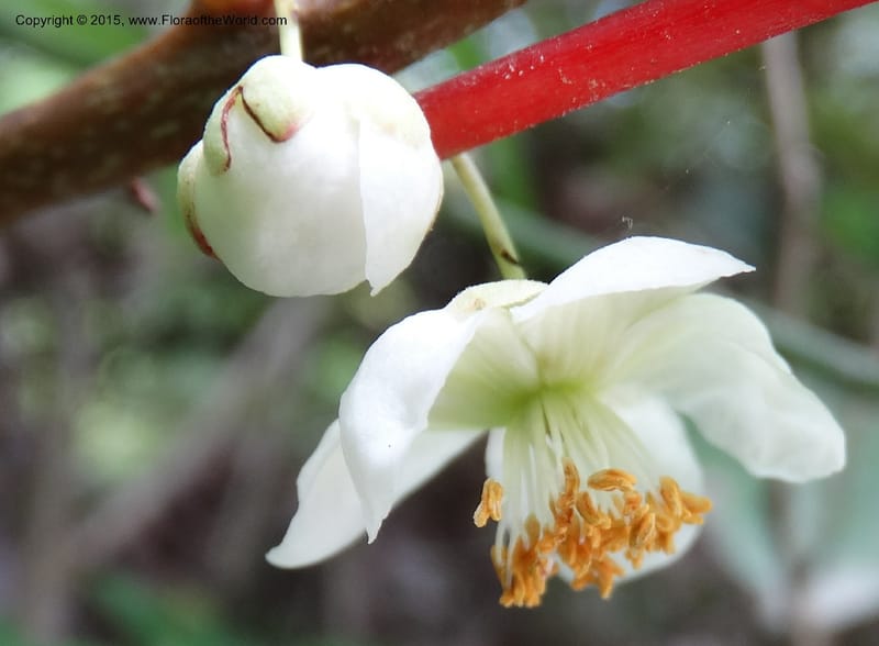Actinidia, Boufford, D 43714--China. Sichuan. GanYangGou Rd. Km marker 7. 13 May 2014. DSC05676 (83).JPG