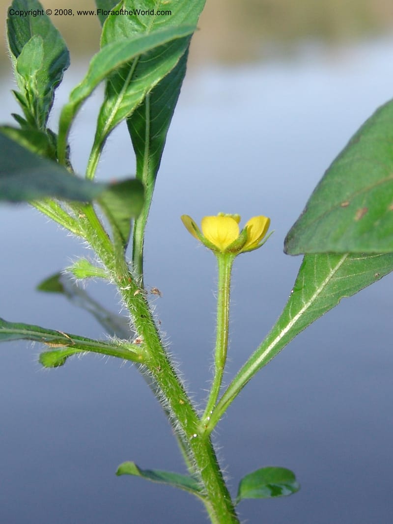 Ludwigia erecta, AAraujoM3140--Bolivia. Pq. Nal. Madidi. Laguna Chalalan. 26 Sep 06. 024.jpg