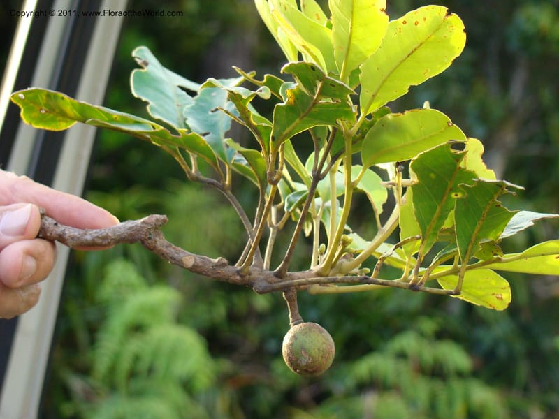 Dysoxylum, Munzinger, J 4716--New Caledonia, Prov N, Mt. Mandjelia,  13 Nov 2007 287 (1).jpg