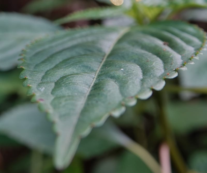 Impatiens ruiliensis, D. Boufford 44100--China. Yunnan. Lao jun Shan. 30 Apr 2018. DSC00424 (602).JPG