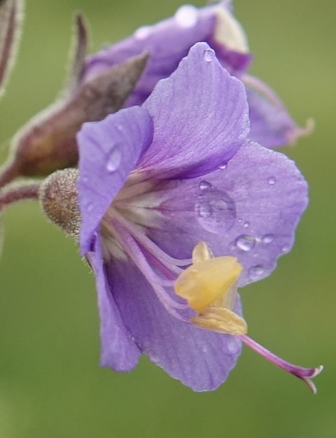 Polemonium occidentale, C. Davidson 13641--ID. Fremont Co. Duck Cr. Ranch. 16 Jun 2017. DSC01937 (115).JPG