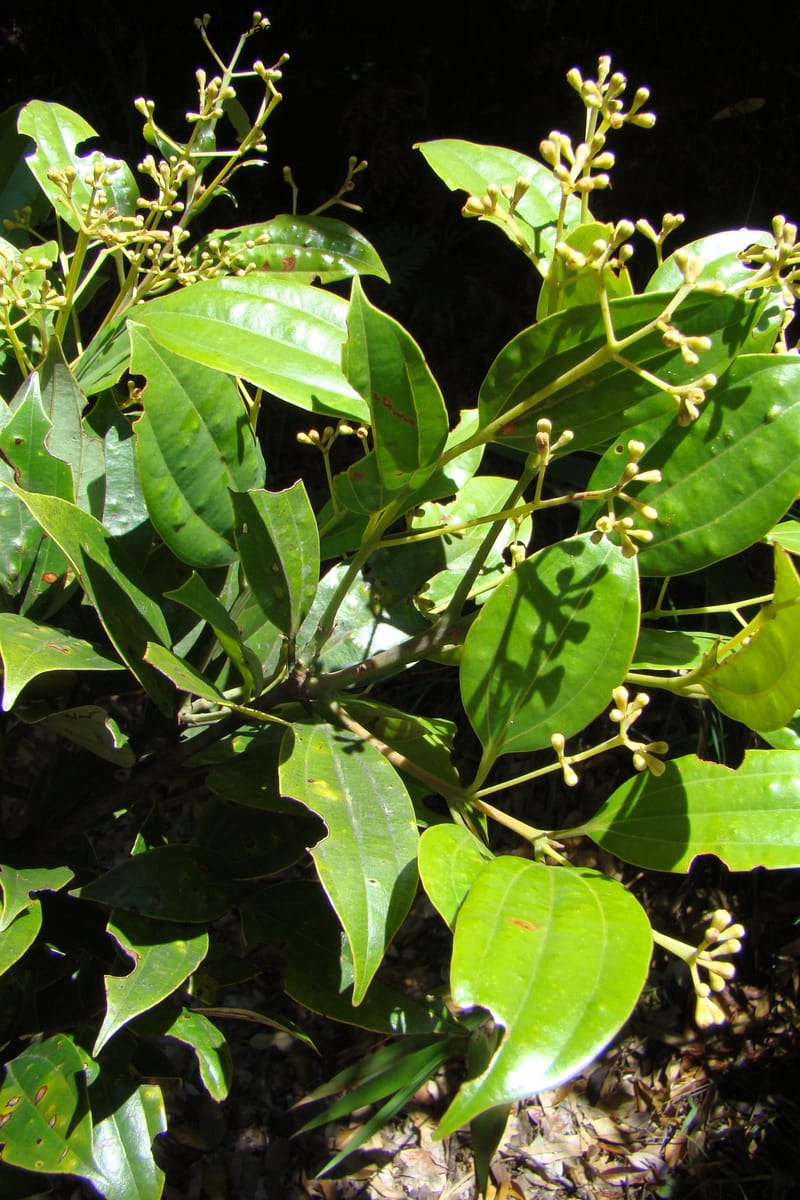Cinnamomum, Regalado 1744--Viet Nam. Thua Thien Hue Prov. Phu Loc Distr. Bach Ma. 13Apr 09. 275.jpg