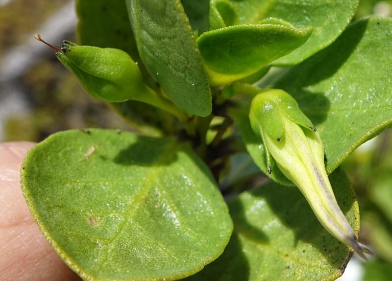 Anthocercis viscosa, Davidson, C 13498--Australia. W. A. Two People's Bay Nat. Res. 29 Oct 2016. DSC06475 (139).JPG