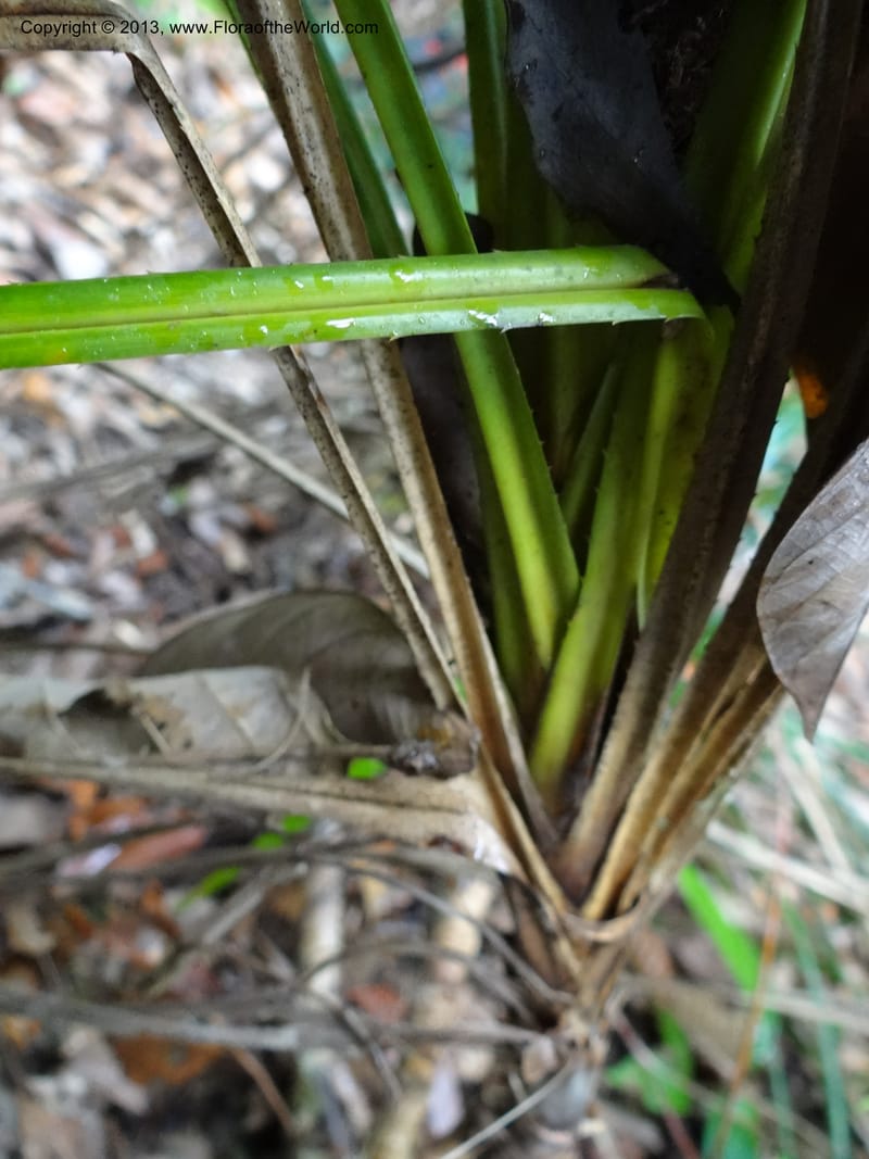 Pandanus dorystigma, Callmander 1000--Sarawak.. Bot. Res. Center, Semengoh. 26 Mar 2012. DSC05403 (17).JPG