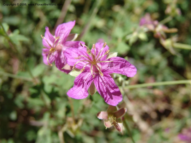 Geranium caespitosum--AZ. Arboretum at Flagstaff. 3 Sep 04.  046.jpg