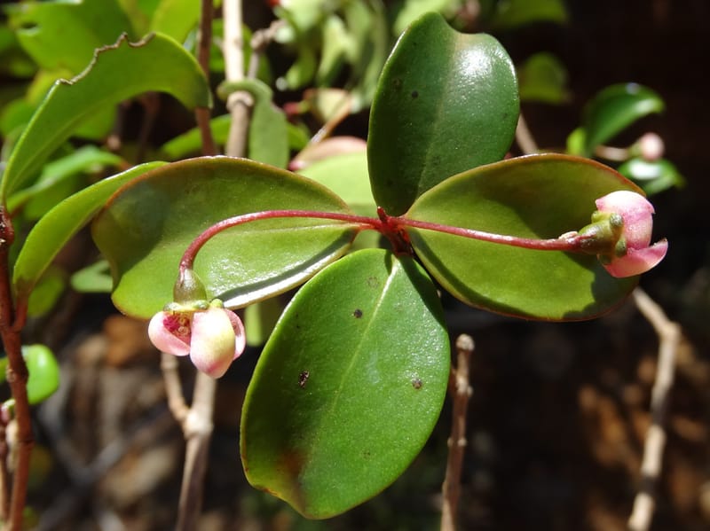 Archirhodomyrtus, Callmander, M 1272--New Caledonia. PinPin. 20 Nov 2015. DSC03938 (240).JPG