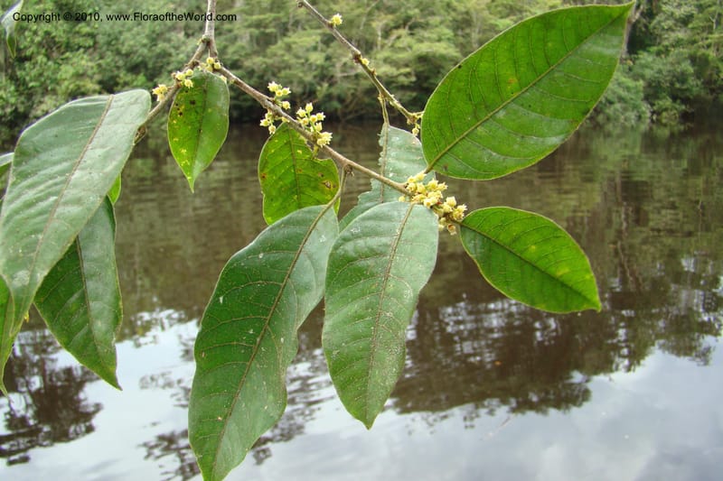 Protium, RVasquez34858--Peru. Loreto. Dist. Nauta. Qbda Nawapa, Rio Tigre. 11 Nov 08. 375.jpg