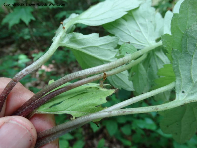 Hydrophyllum macrophyllum, Davidson, C 13025--North Carolina. Haywood Co. Pigeon R. 16 May 2015. DSC05923 (88).JPG
