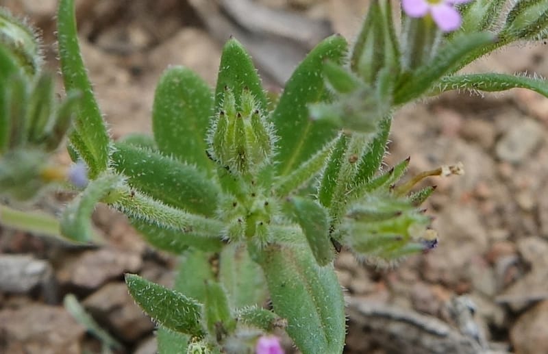 Microsteris gracilis var. humilior, C. Davidson 13566--ID. Blaine Co. Rock Creek Preserve. TNC. 14 May 2017. DSC00477 (135).JPG