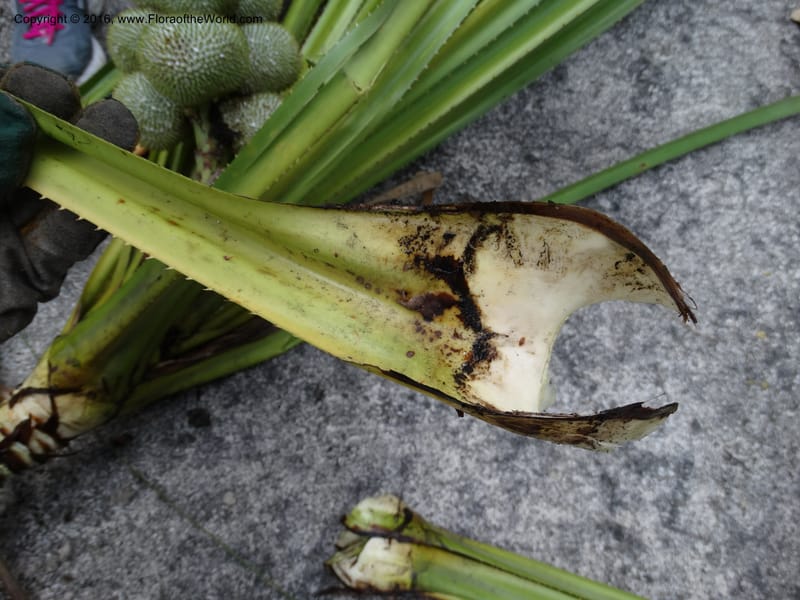 Benstonea, Buerki, S 342--Sabah. G. Silam. 1 Oct 2014. DSC00937 (107).JPG