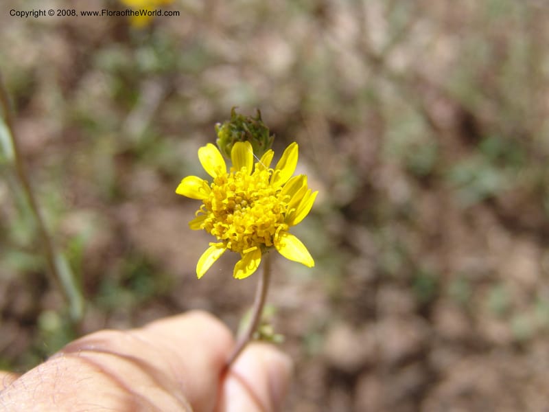 Bahia dissecta--AZ. Arboretum at Flagstaff. 3 Sep 04. 197.jpg