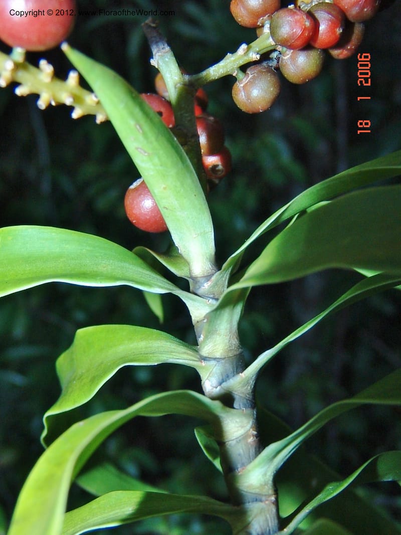 Dracaena sp. unk., Not collected-Madagascar 18 Jan 2006  185 (8).jpg