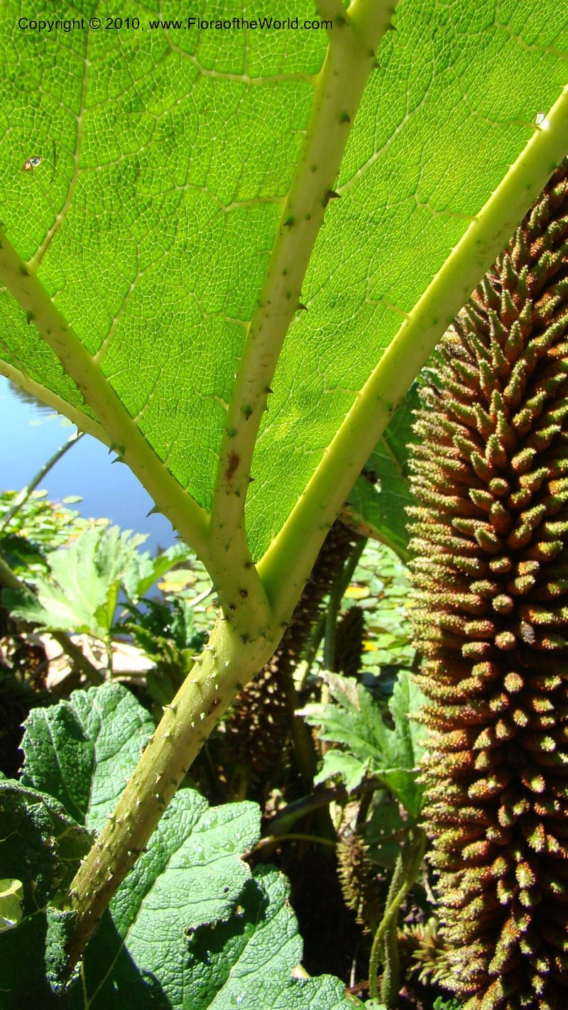Gunnera manicata--Tasmania. Royal Tasmanian Botanical Garden. 2 Feb 2010. 189 (5).jpg
