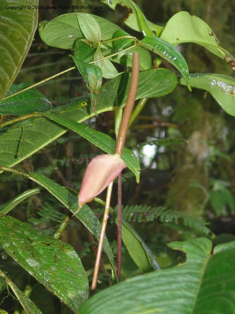 Anthurium longecuspidatum, Croat94384--Ecuador. Res. Bellavista. 9 Feb 05. 092.jpg