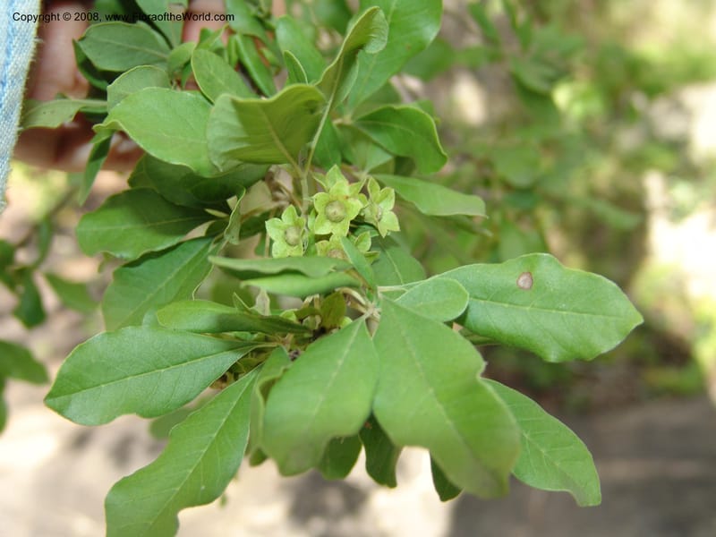 Vitex obovata--So.Africa. E. Cape. Waringham Farm, Quanti Area, Stut. 8 Mch 05. 558.jpg