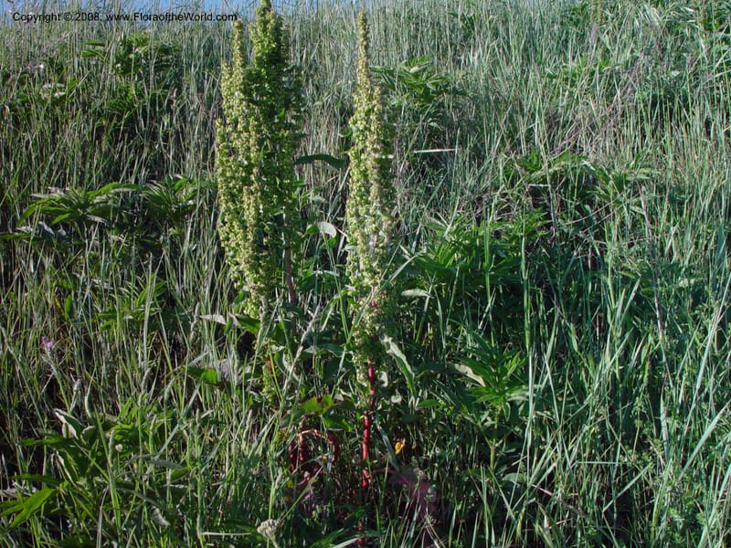 Rumex crispus--Italy. Tuscany. Bettolle, near Hotel Forum. 14 May 02.  018.jpg