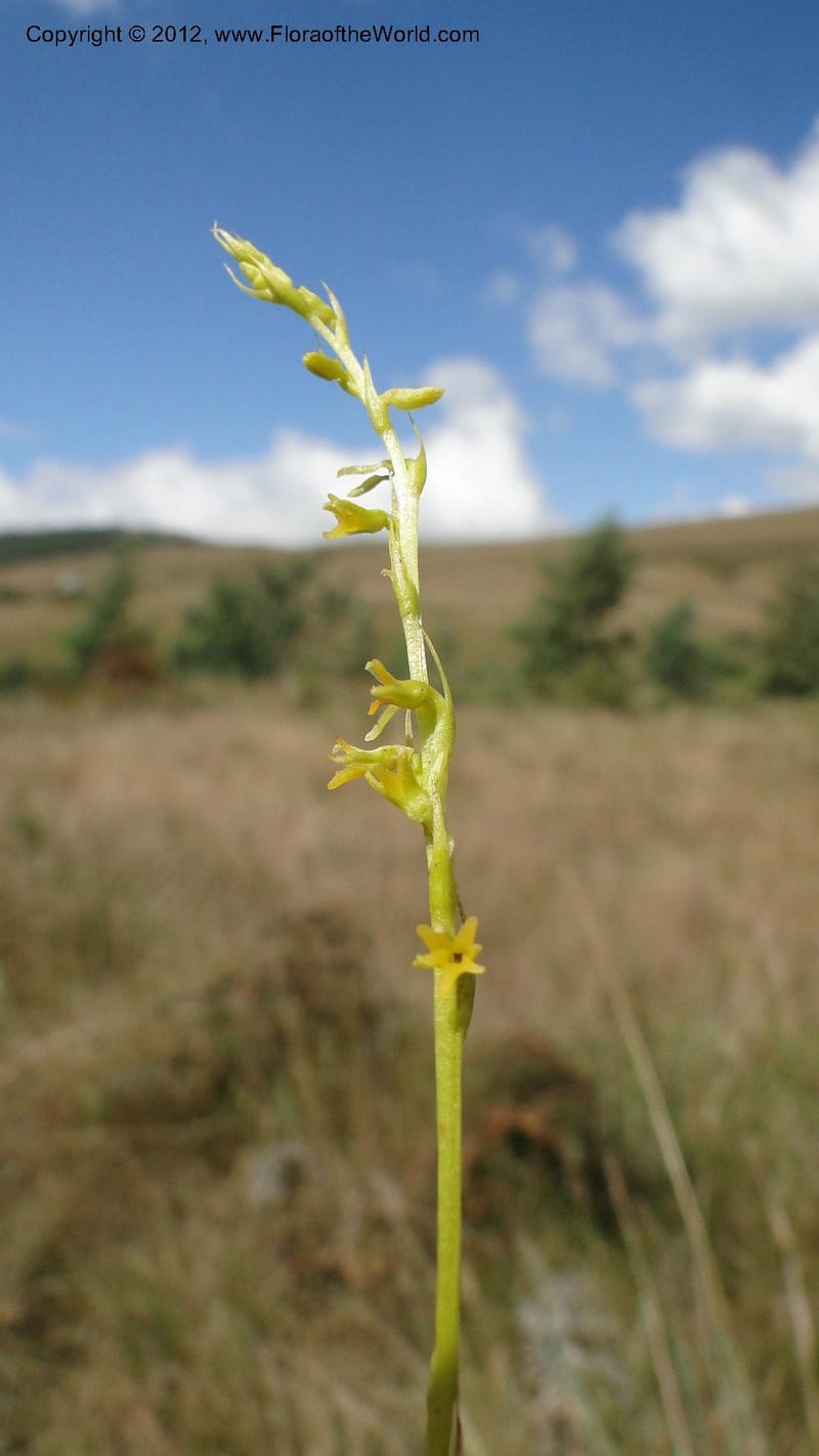 Habenaria simplex, N. Manjato 173--Madagascar. E of Ambositra toward Antoetra. 2 May 2010 151 (29).jpg