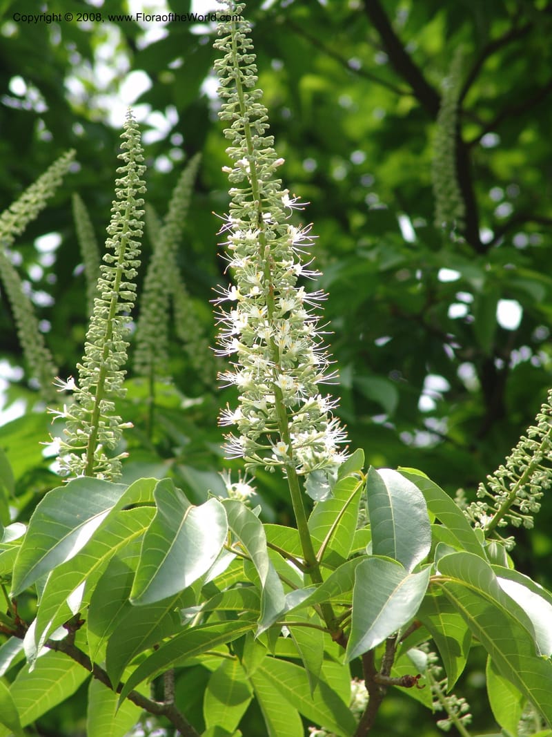 Aesculus wilsonii, 041380105--China. Hubei. Wuhan Botanical Garden. 24 Apr 07. 306.jpg
