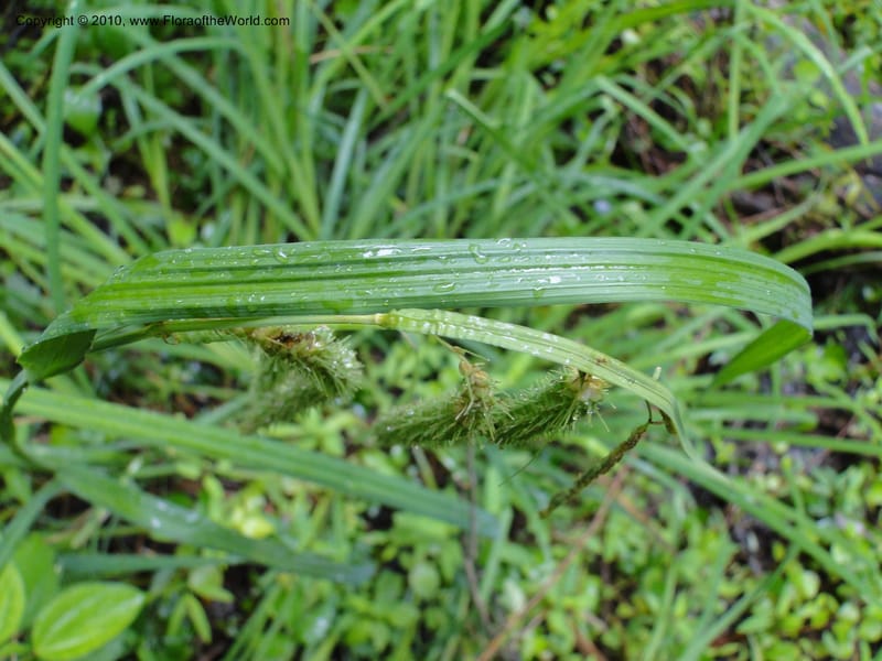 Carex crinata, Mori S 27442, USA, North Carolina, Wake Co., Boyce Bridge Rd., 25 May 2010 (8).JPG