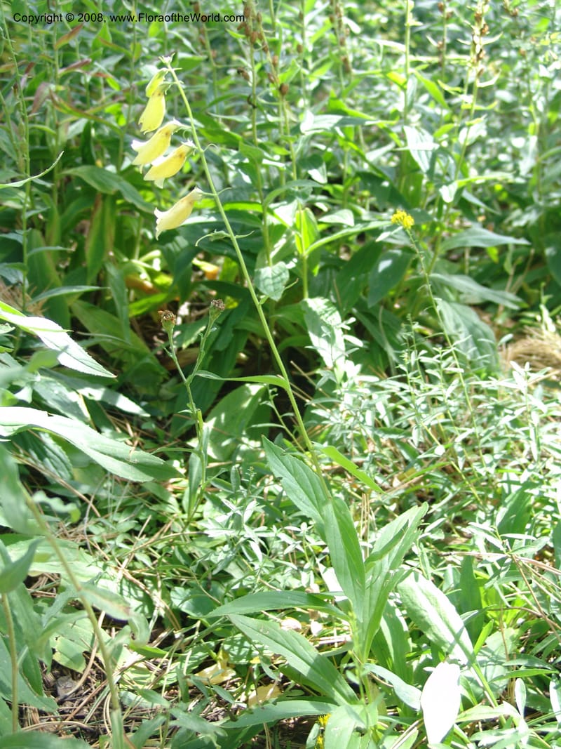 Digitalis grandiflora--AZ.  Arboretum at Flagstaff. 3 Sep 04.  103.jpg