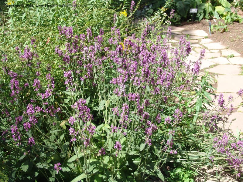 Stachys officinalis--AZ. Arboretum at Flagstaff. 3 Sep 04. 042.jpg