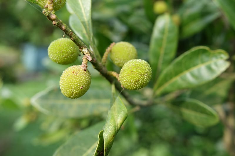 Myrica rubra, Chung Kuo-Fang 3343--Taiwan. YangMing Shan Nat. Park. 18 May 2016. DSC02685 (191).JPG