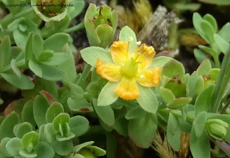 Hypericum anagalloides, Davidson, C 12613--ID. Valley Co. Squaw Meadows. 21 Jul 2014. DSC01008 (4).JPG