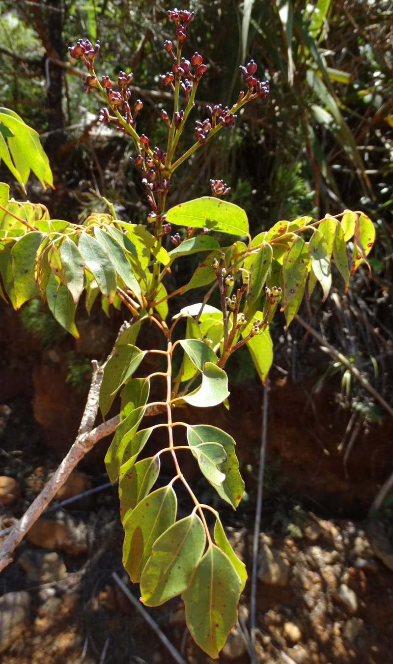Polyscias, Lowry, P 7417--New Caledonia. PinPin. 20 Nov 2015. DSC03938 (164).JPG