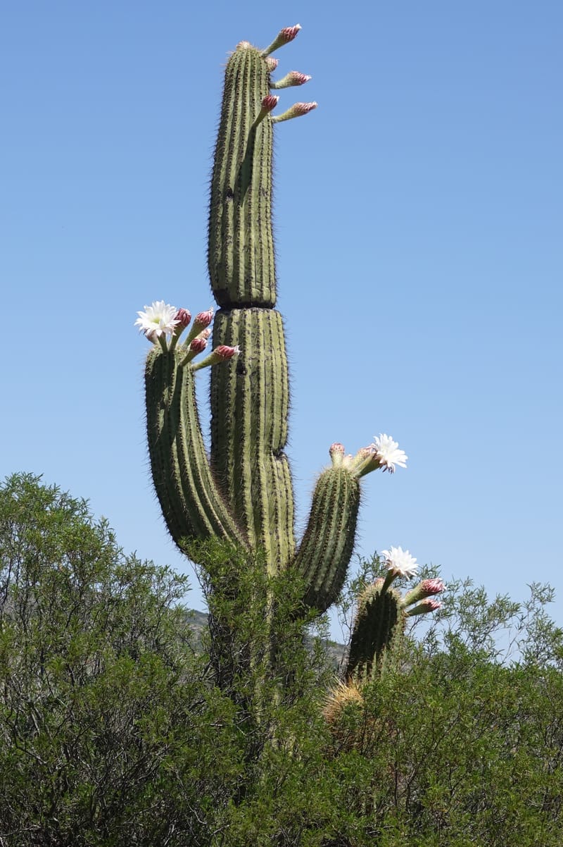 Trichocereus terscheckii--Argentina. Hwy 150, P.N. Ischigualasto. 7 Feb 2018. DSC09079 (23).JPG