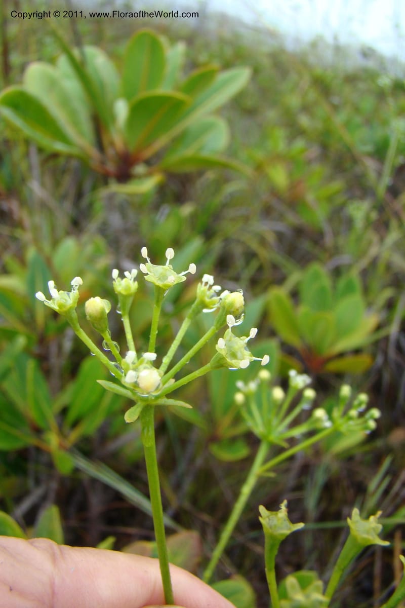 Myodocarpus, P. Lowry 7188--New Caledonia. Plaine des Lacs. NW of Grand Lac. 21 Jan 2010. 293 (181).jpg