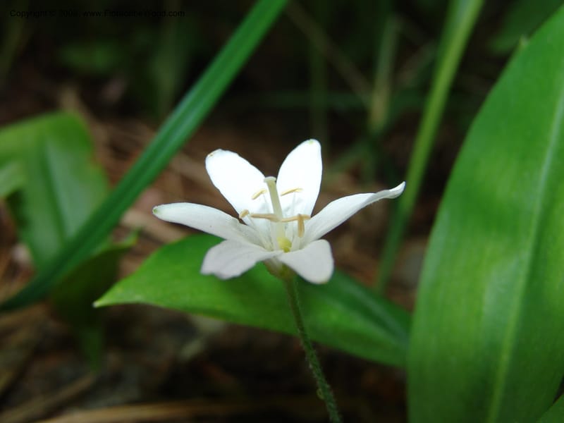Clintonia uniflora--ID. Valley Co. Sylvan Beach, McCall. 24 Jun 05. 018.jpg
