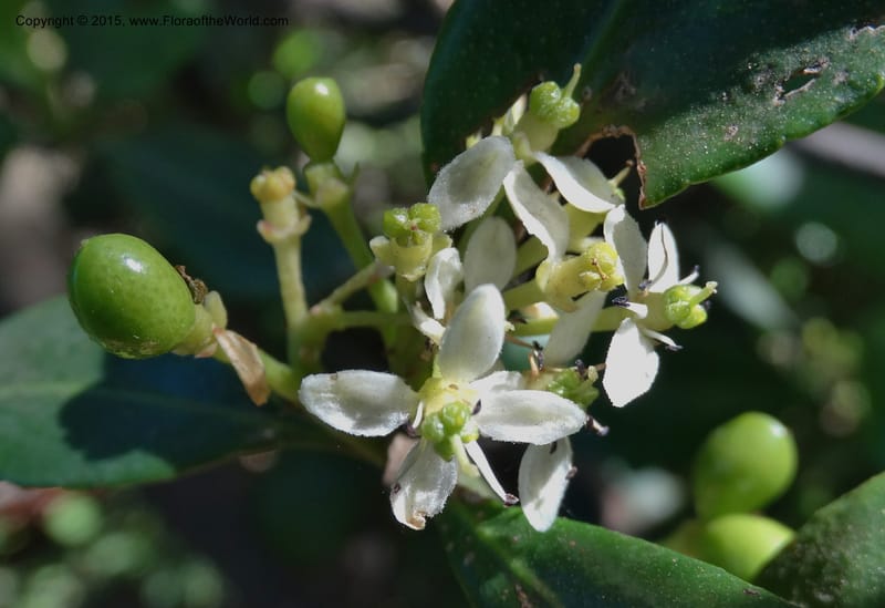 Pitavia punctata, Davidson, C 12801--Chile. L-30-M to Constitution. Jct to Empedrado. 25 Nov 2014. DSC07670 (17).JPG