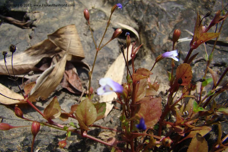 Lindernia, Regalado 1705--Viet Nam. Thua Thien Hue Prov. Nam Dong Distr. Thuang.12 Apr 09. 133.jpg