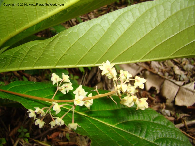 Ocotea valerioides, B. Hammel 24650--Costa Rica. Prov. Limon. Selva Bananito Lodge. 12 Apr 08. 267 (6).jpg