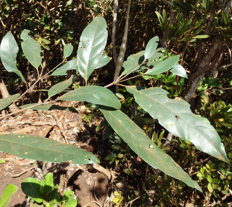 Atractocarpus, Gildas no.--New Caledonia. PinPin. 20 Nov 2015. DSC03938 (575).JPG