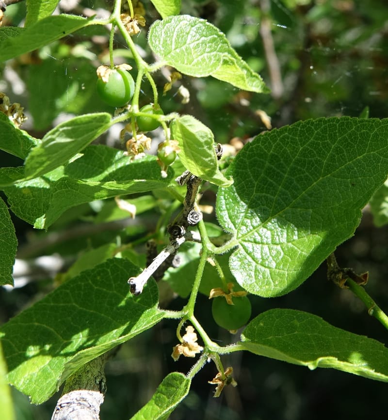 Celtis reticulata, C. Davidson 13581--ID. Idaho Co. Salmon R. Rd. E of Riggins. 24 May 2017. DSC00708. JPG (193).JPG